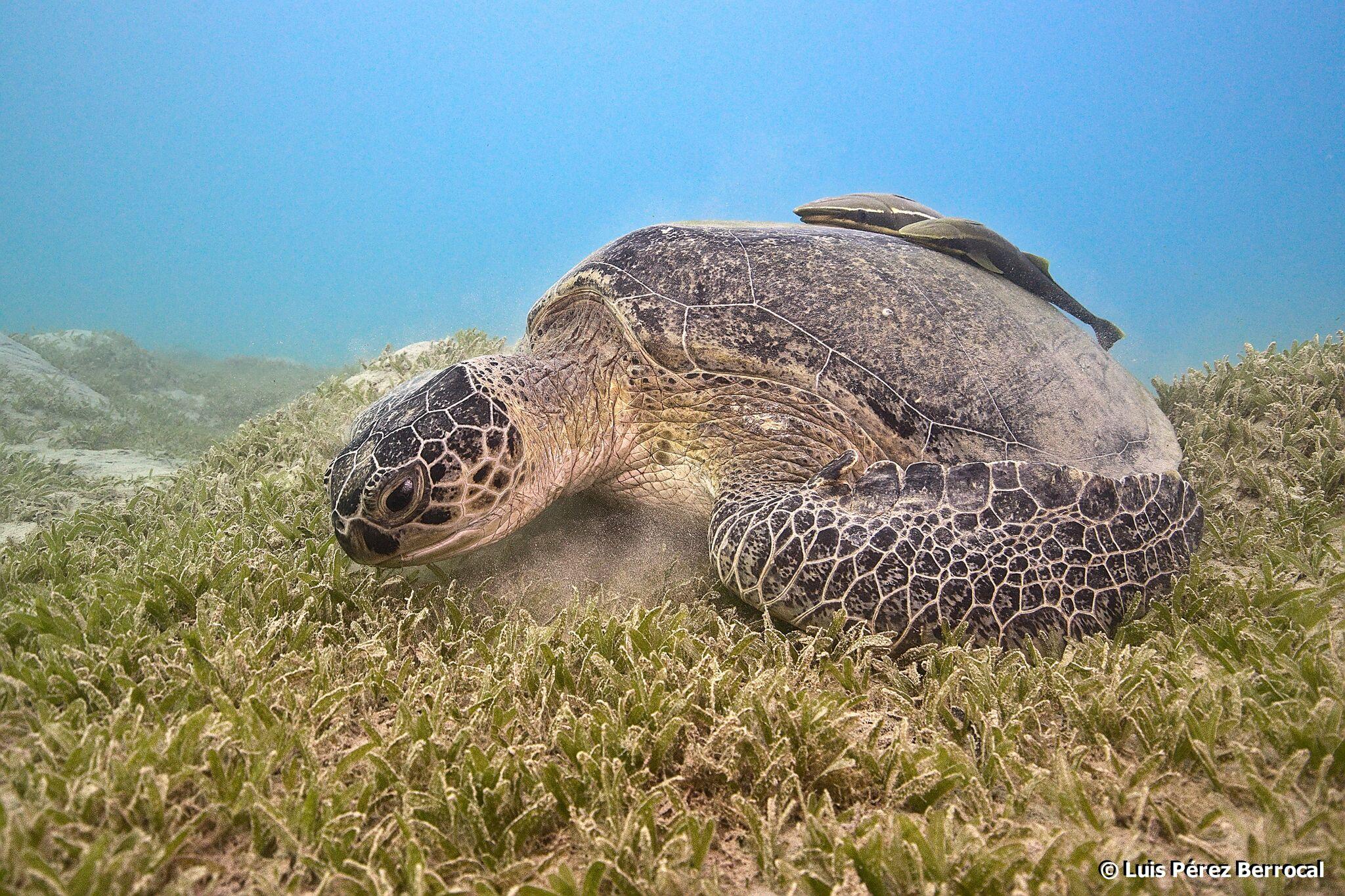 Tortuga verde