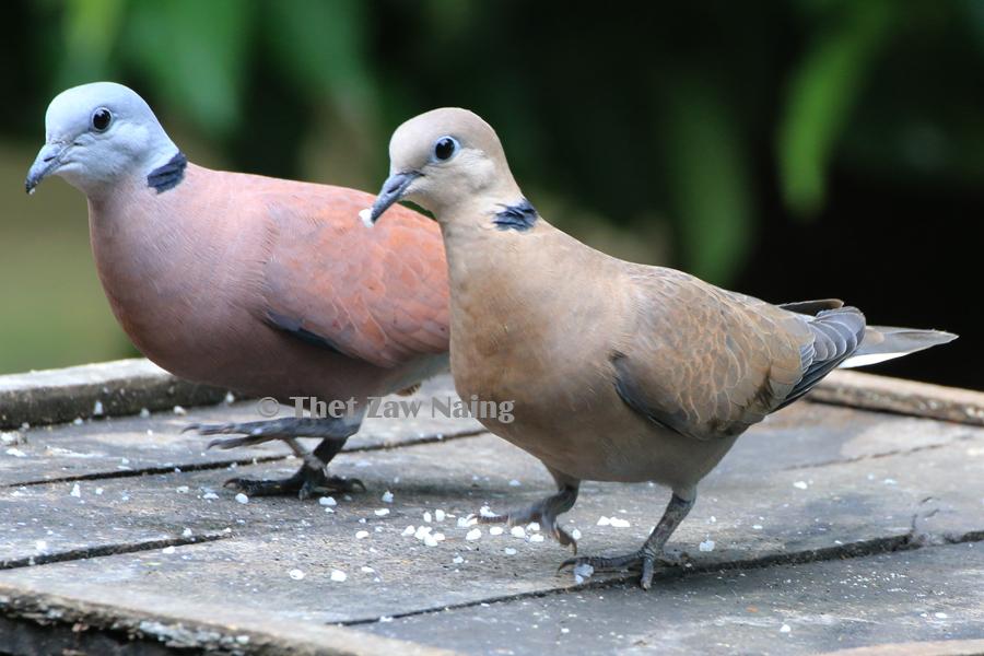 Red Collared-Dove