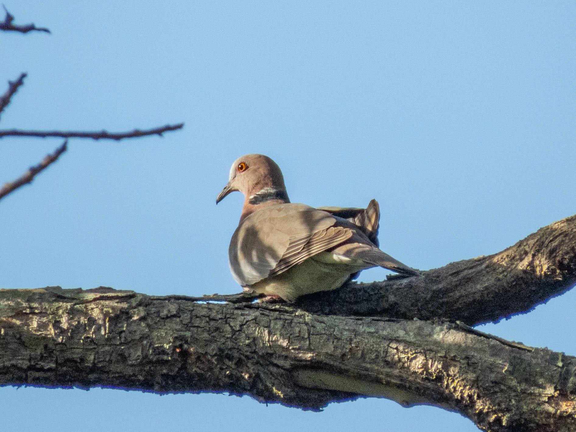Sunda Collared-Dove