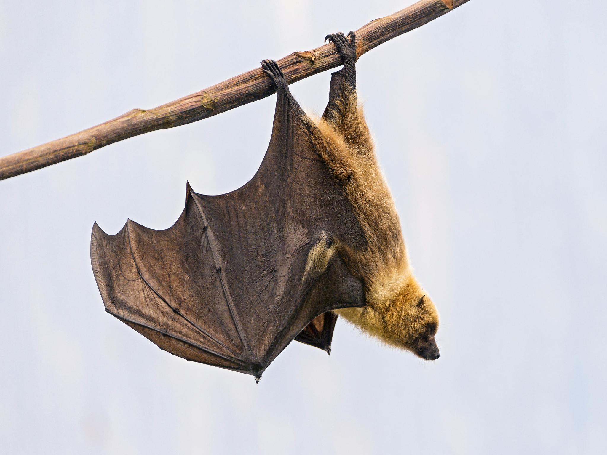 Mammals