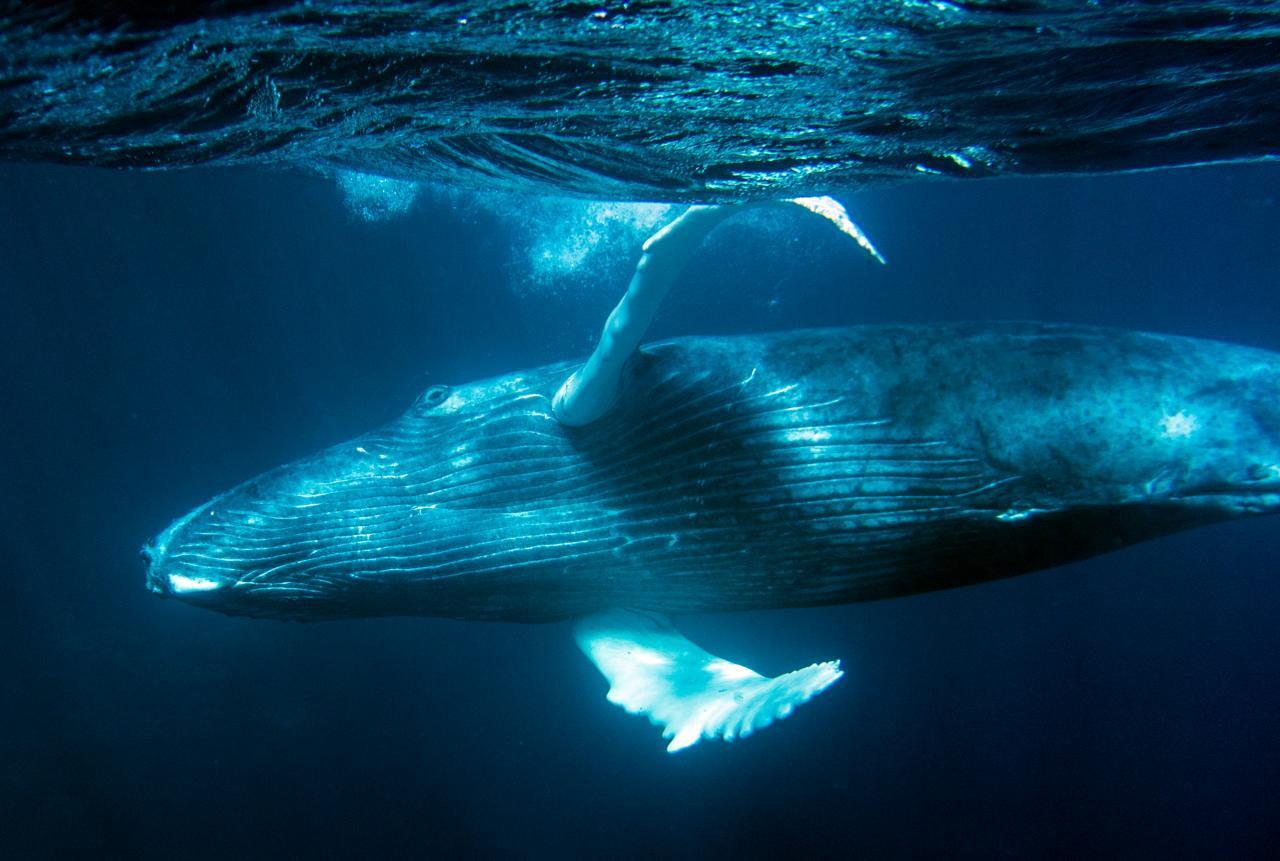 Mammals