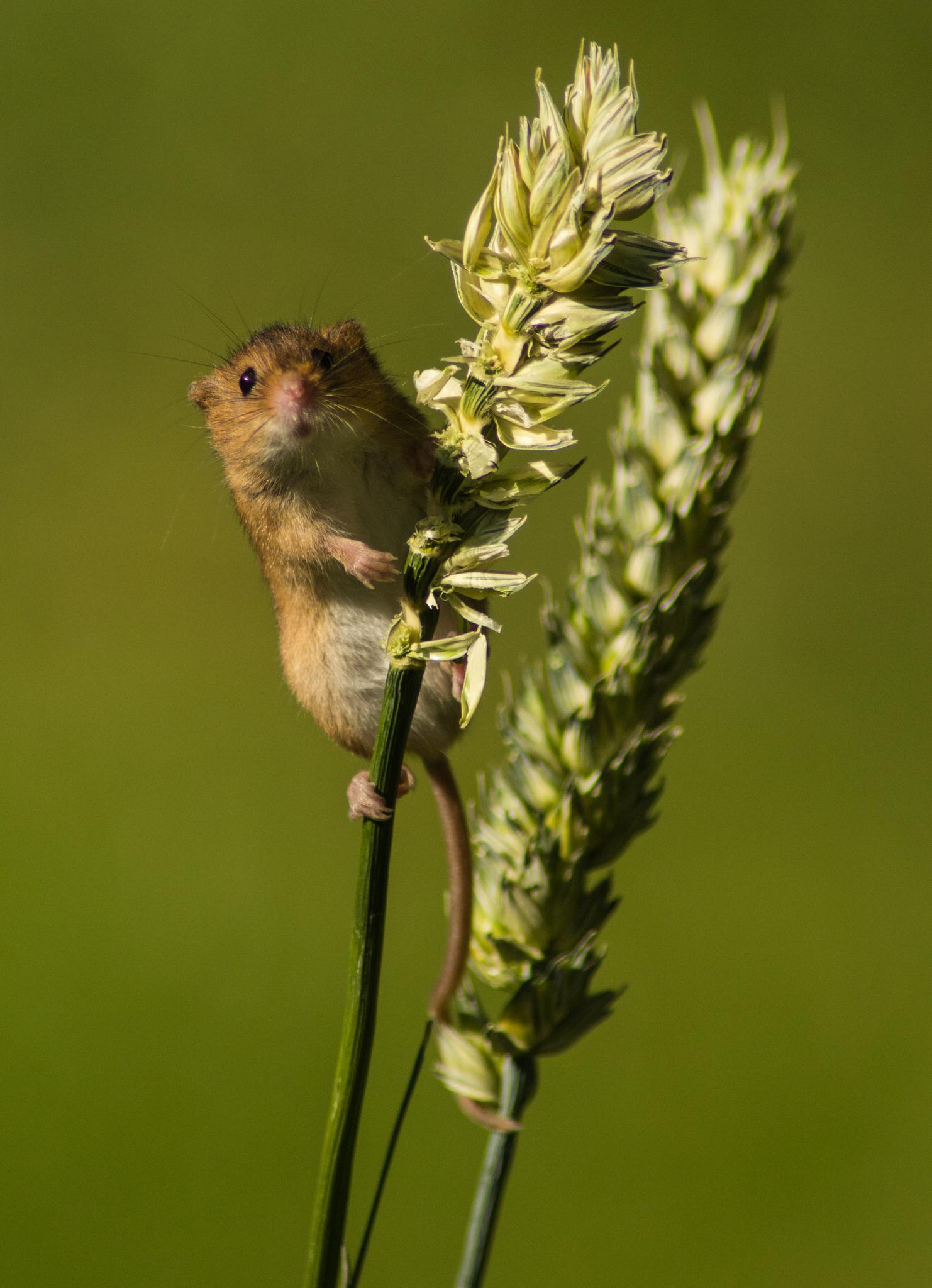 Mammals