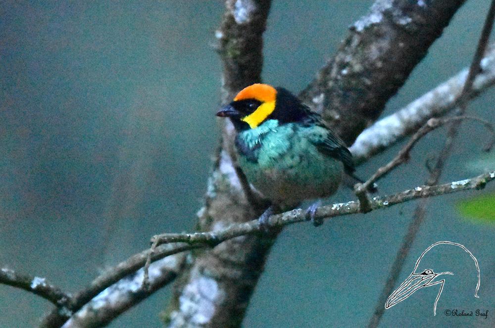 Saffron-crowned Tanager