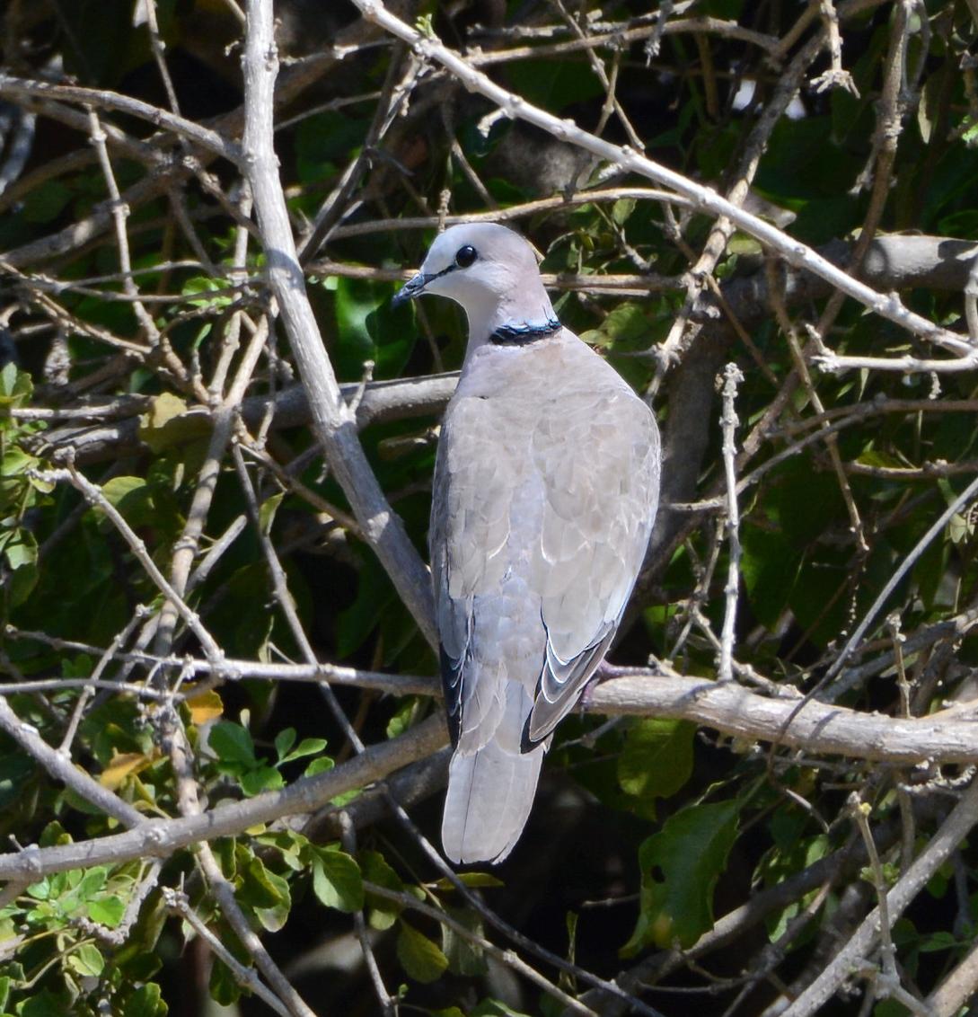Cape Turtle Dove