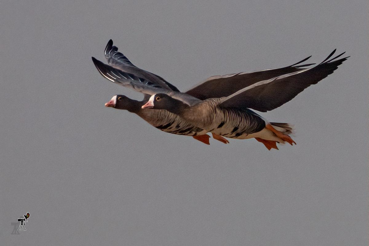 Lesser White-fronted Goose