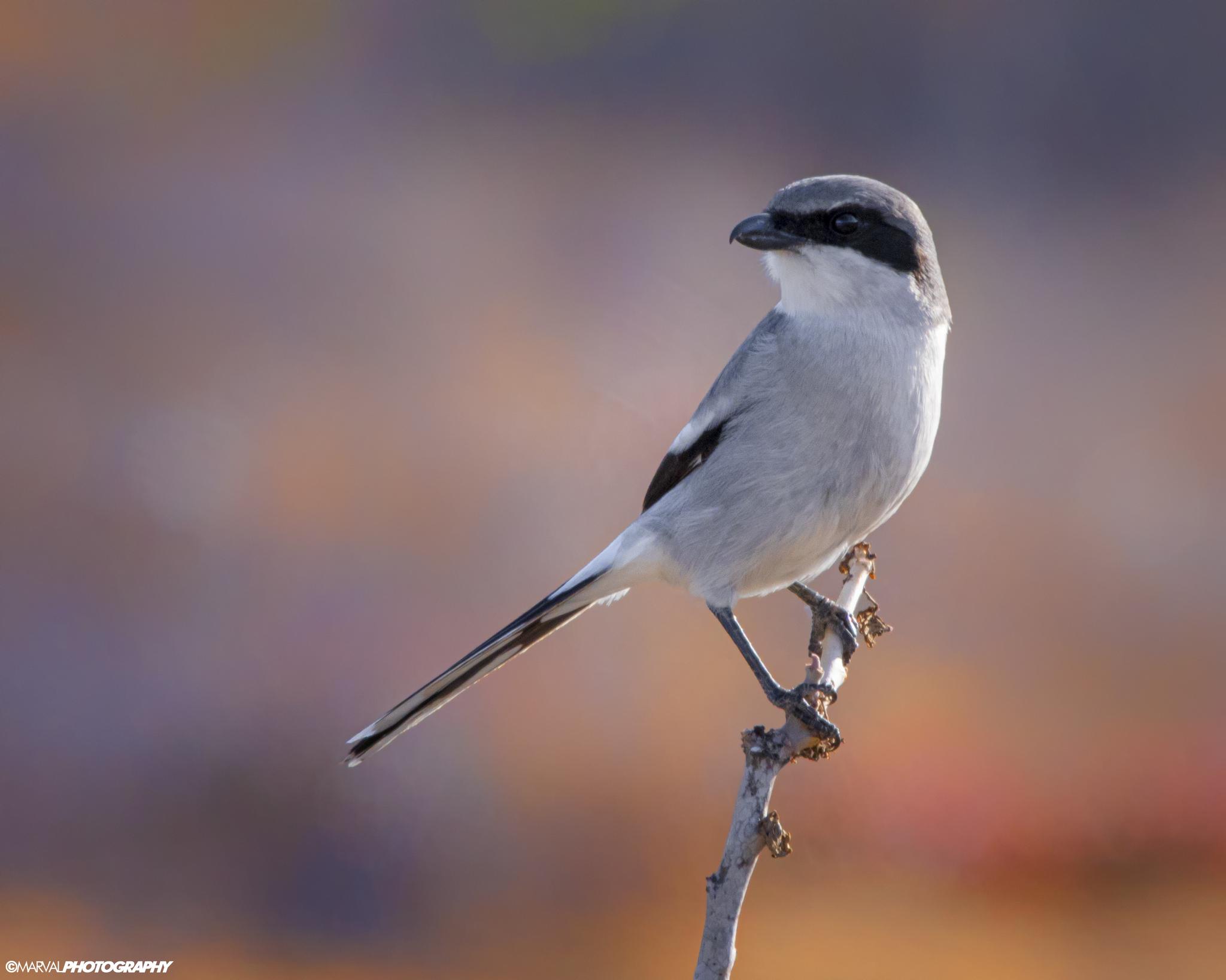 Loggerhead Shrike