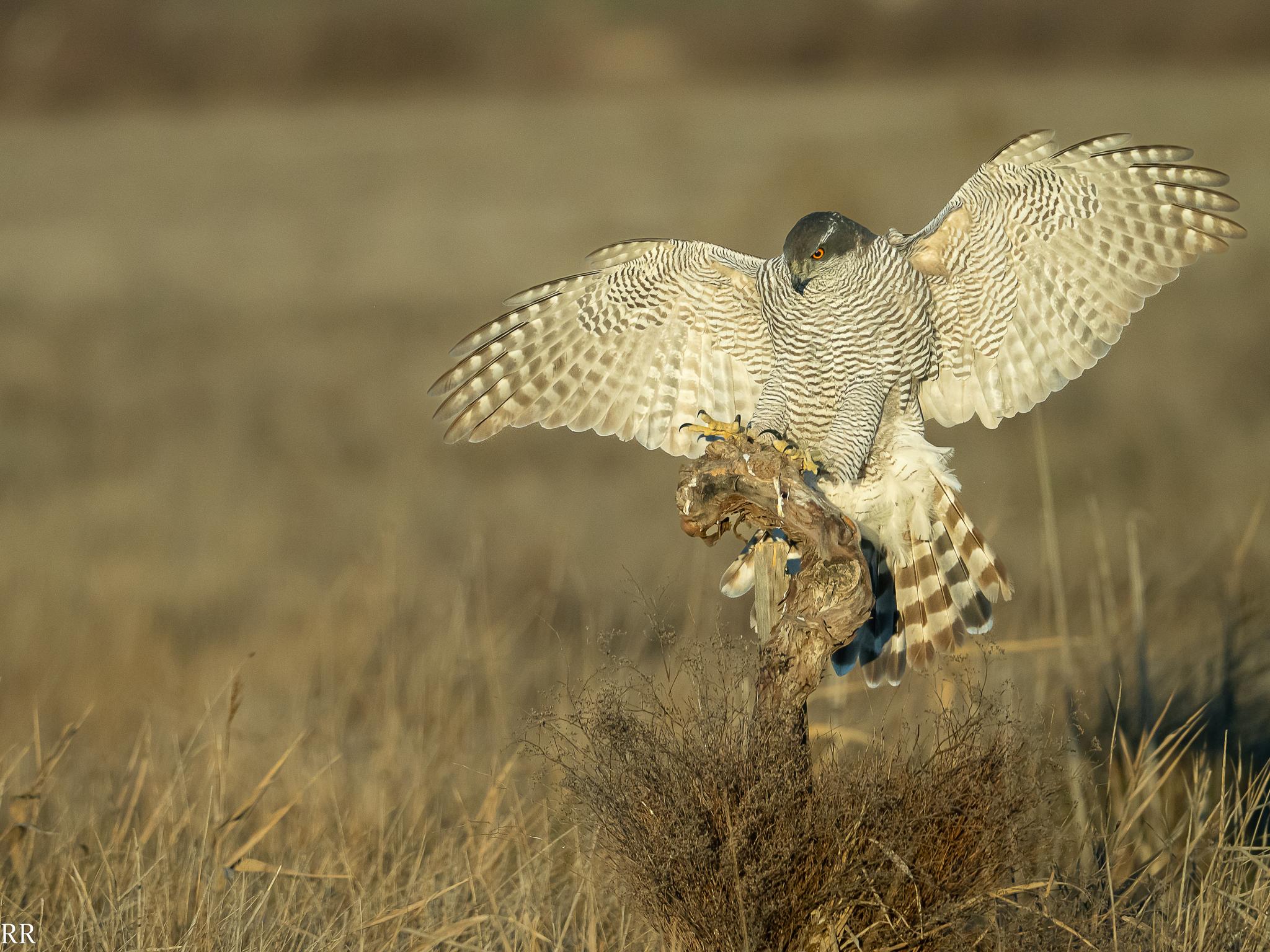 Eurasian Goshawk
