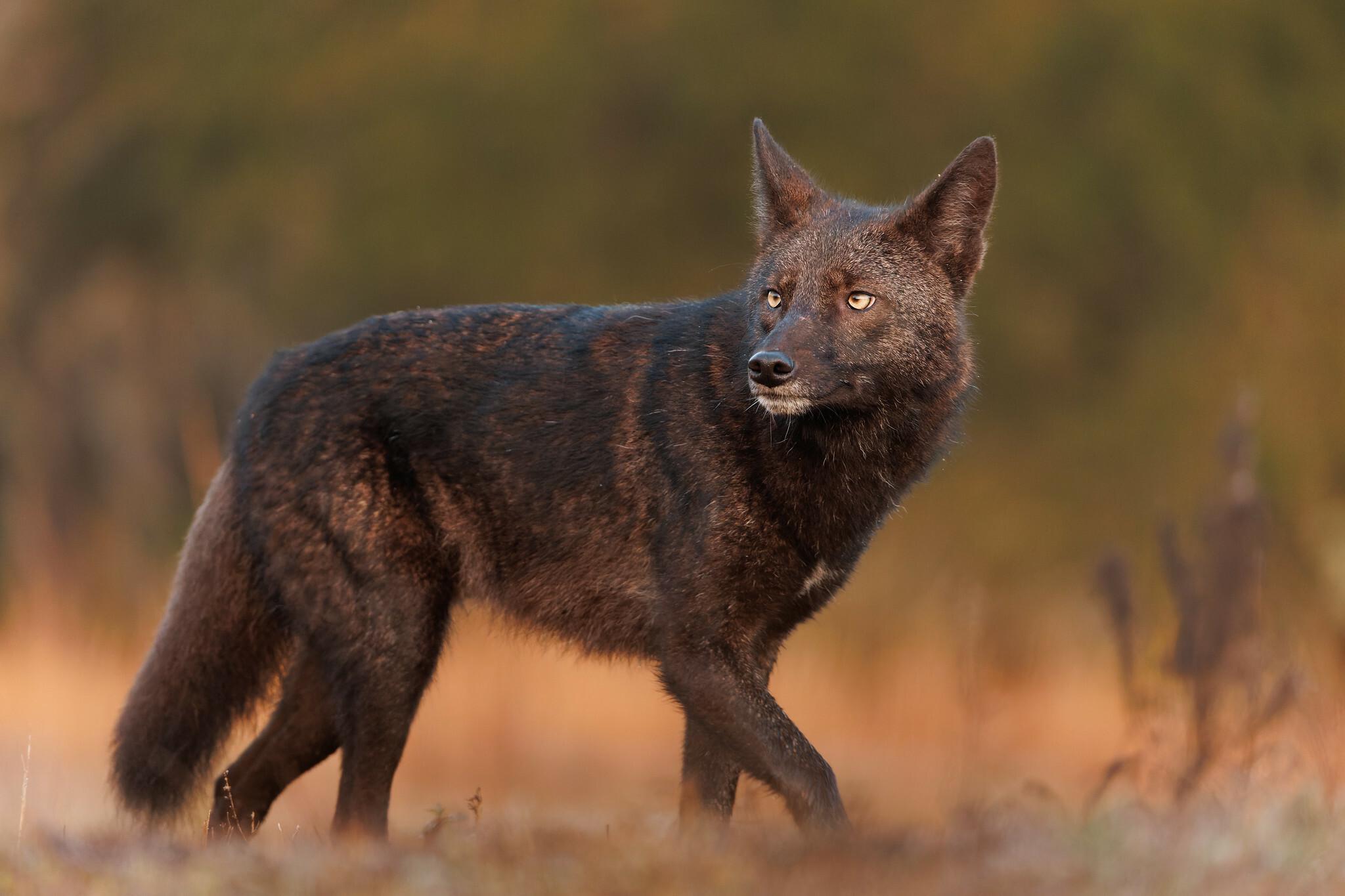 Coyote