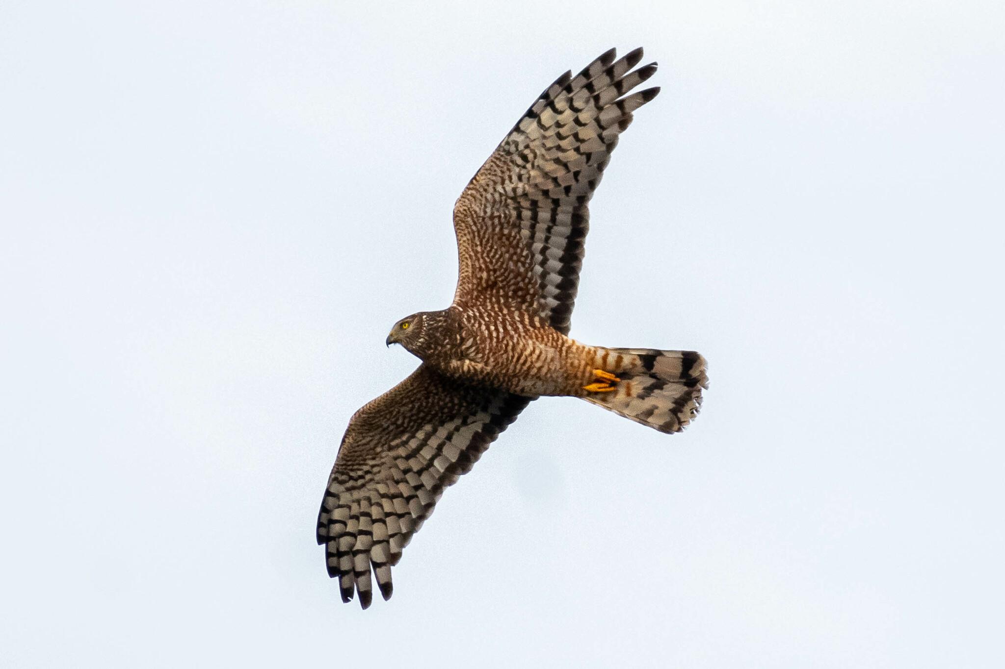 Aguilucho vari