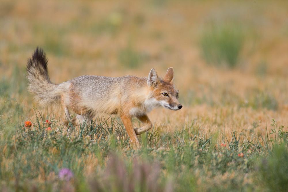 Swift Fox