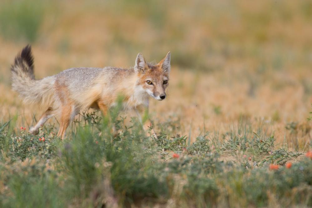 Swift Fox