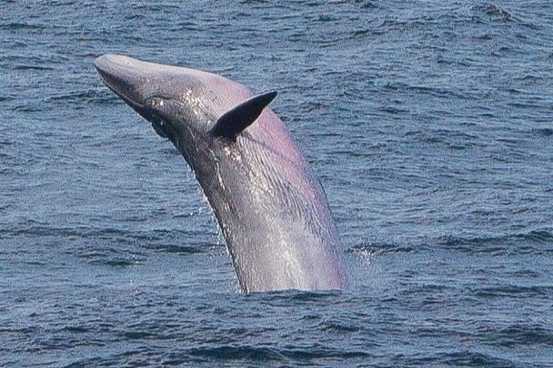 Ballena de Sei