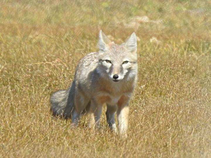 Corsac Fox