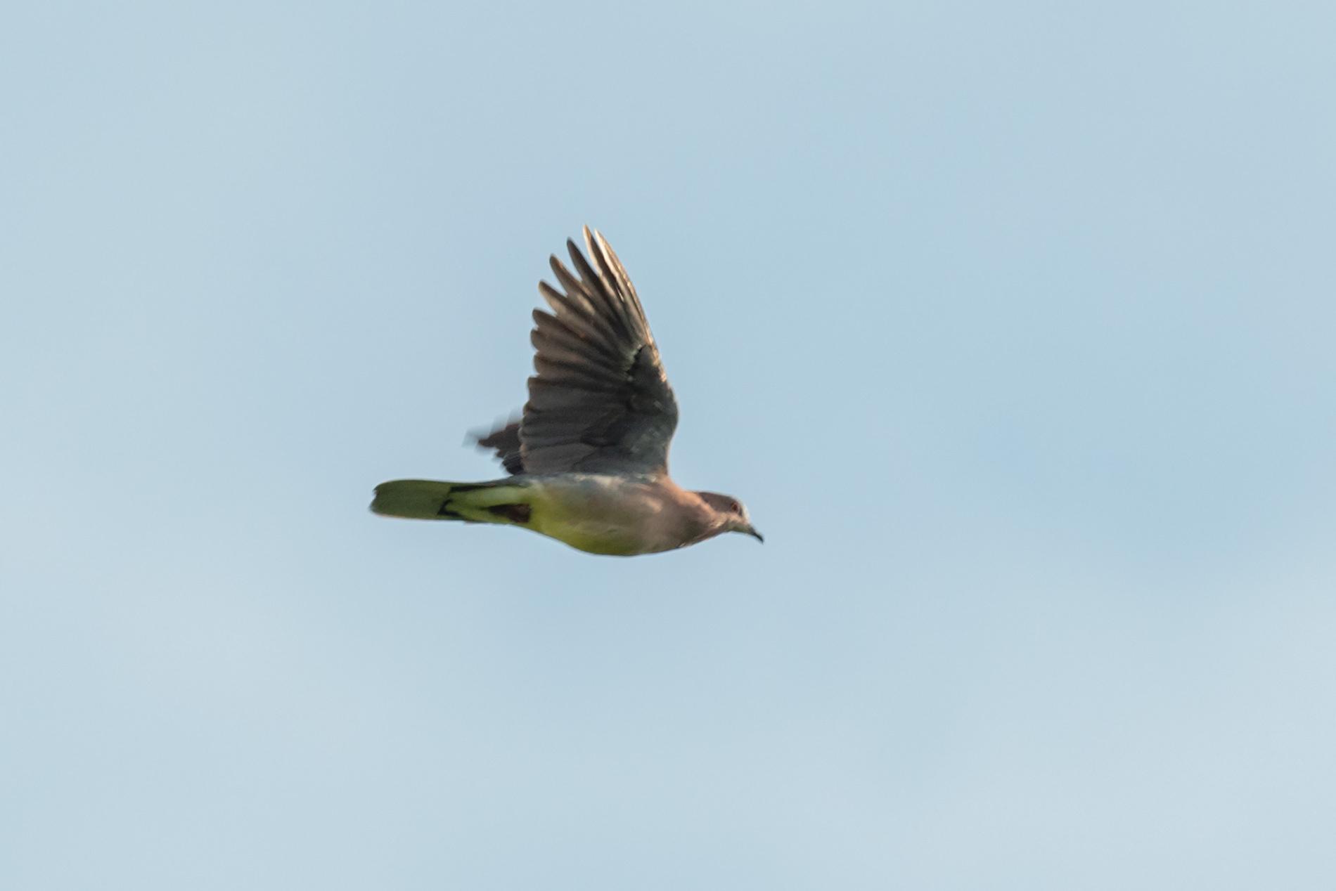 Sunda Collared-Dove