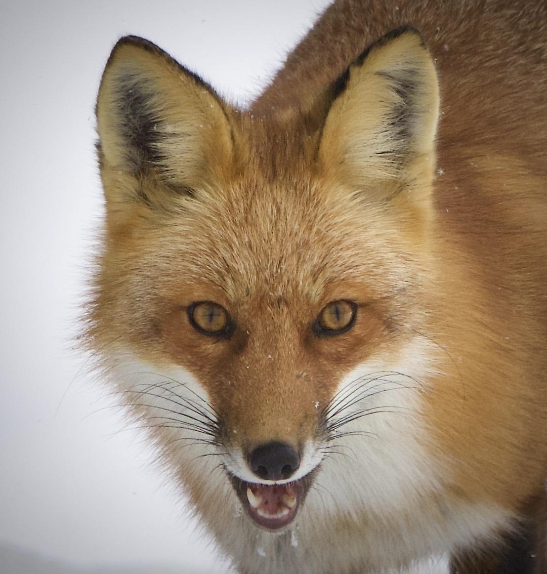 Red Fox