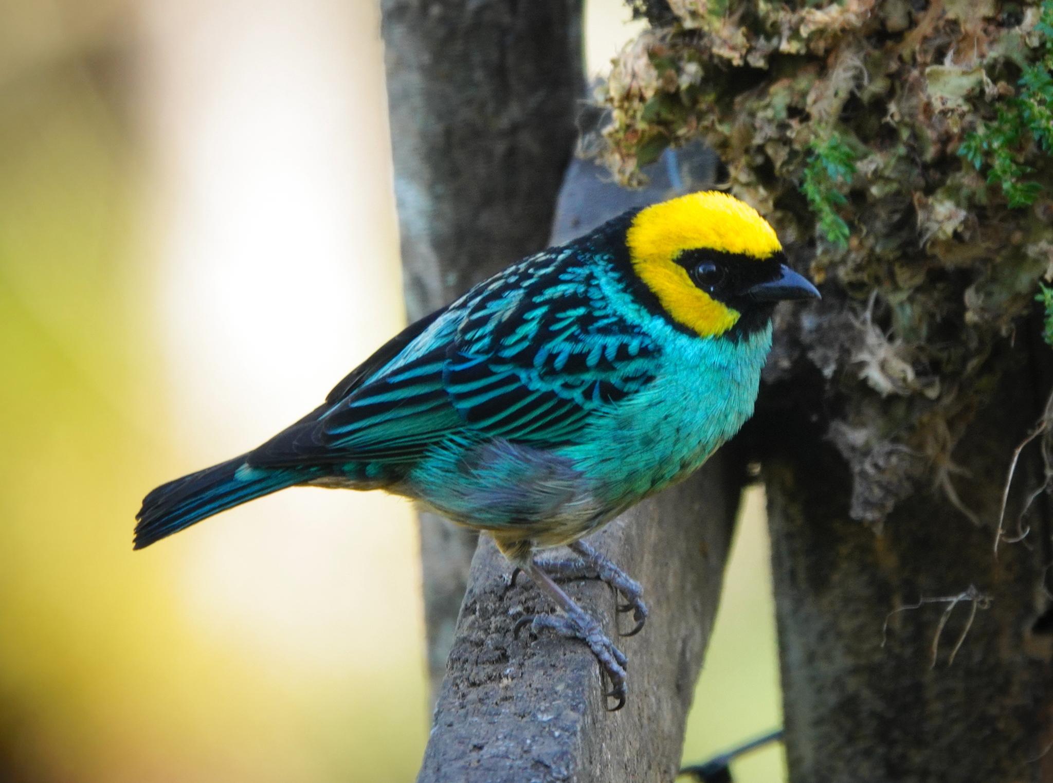 Saffron-crowned Tanager