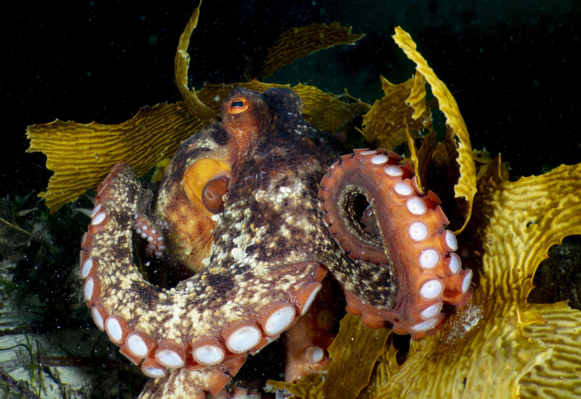 Star Octopus