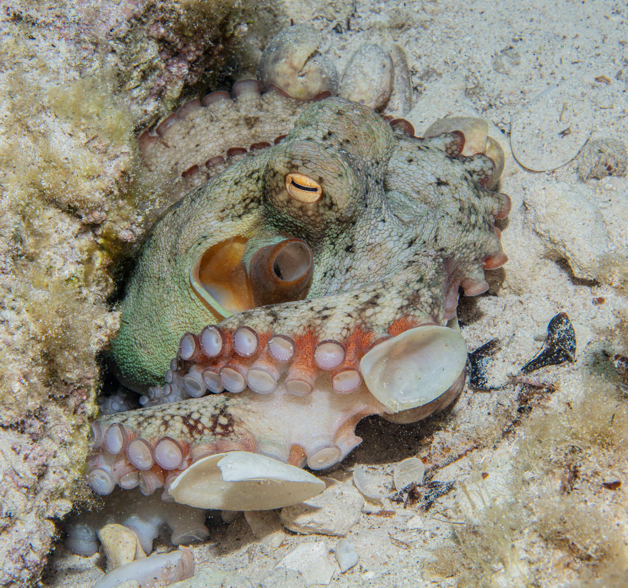 Star Octopus