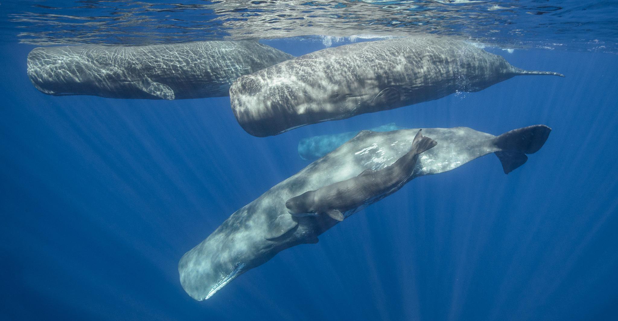 Ballena de esperma