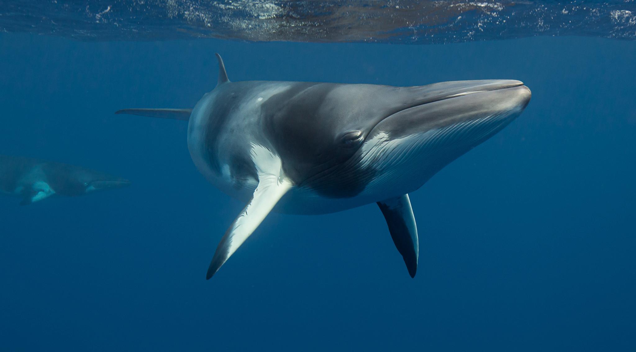 Ballena menor