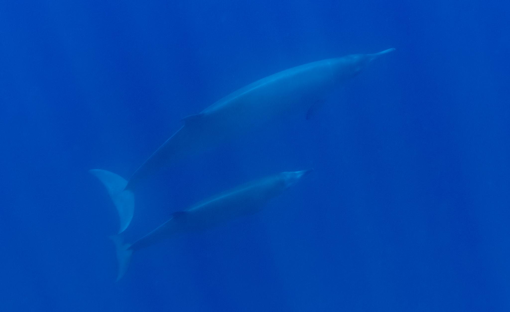 North Atlantic Beaked Whale