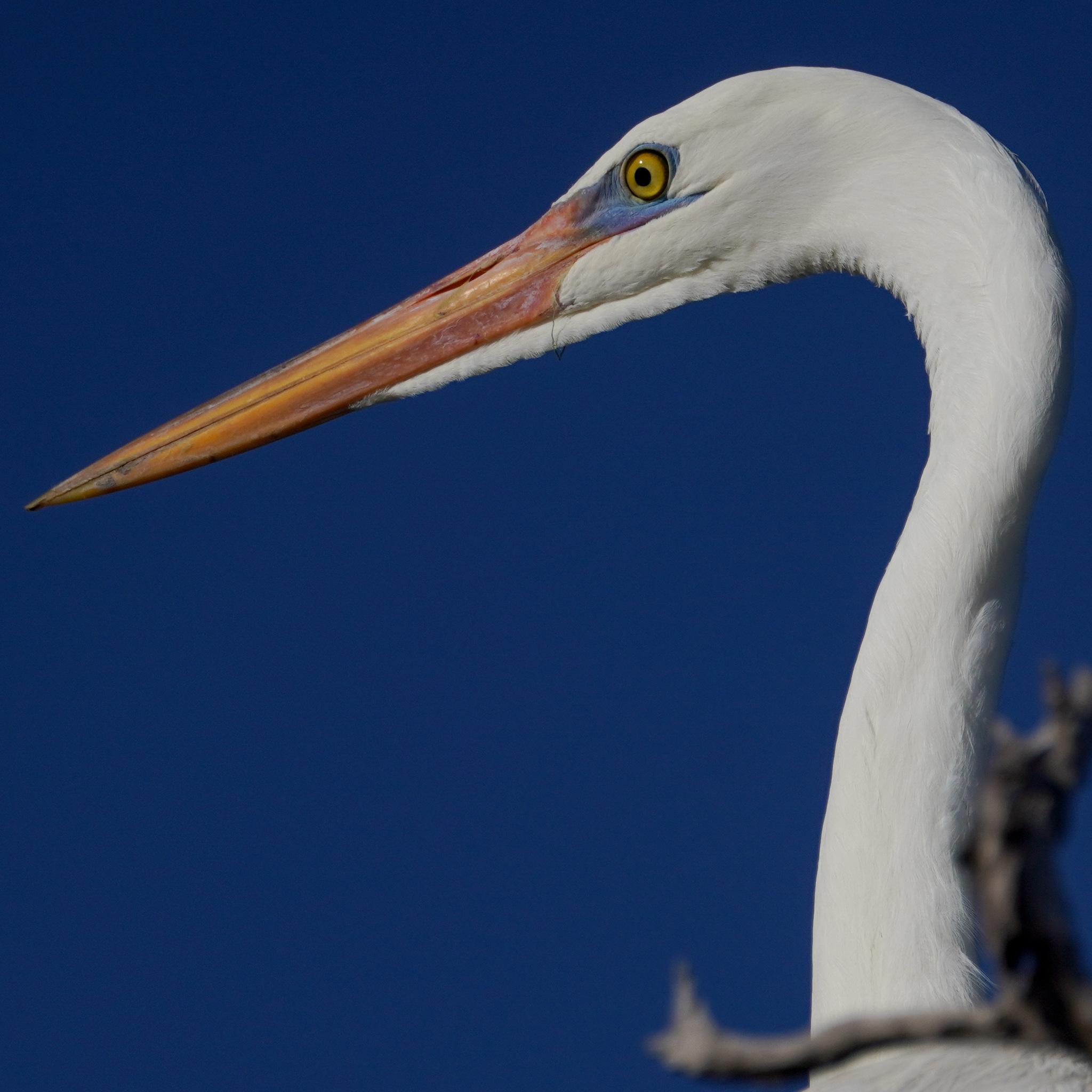 Garza morena