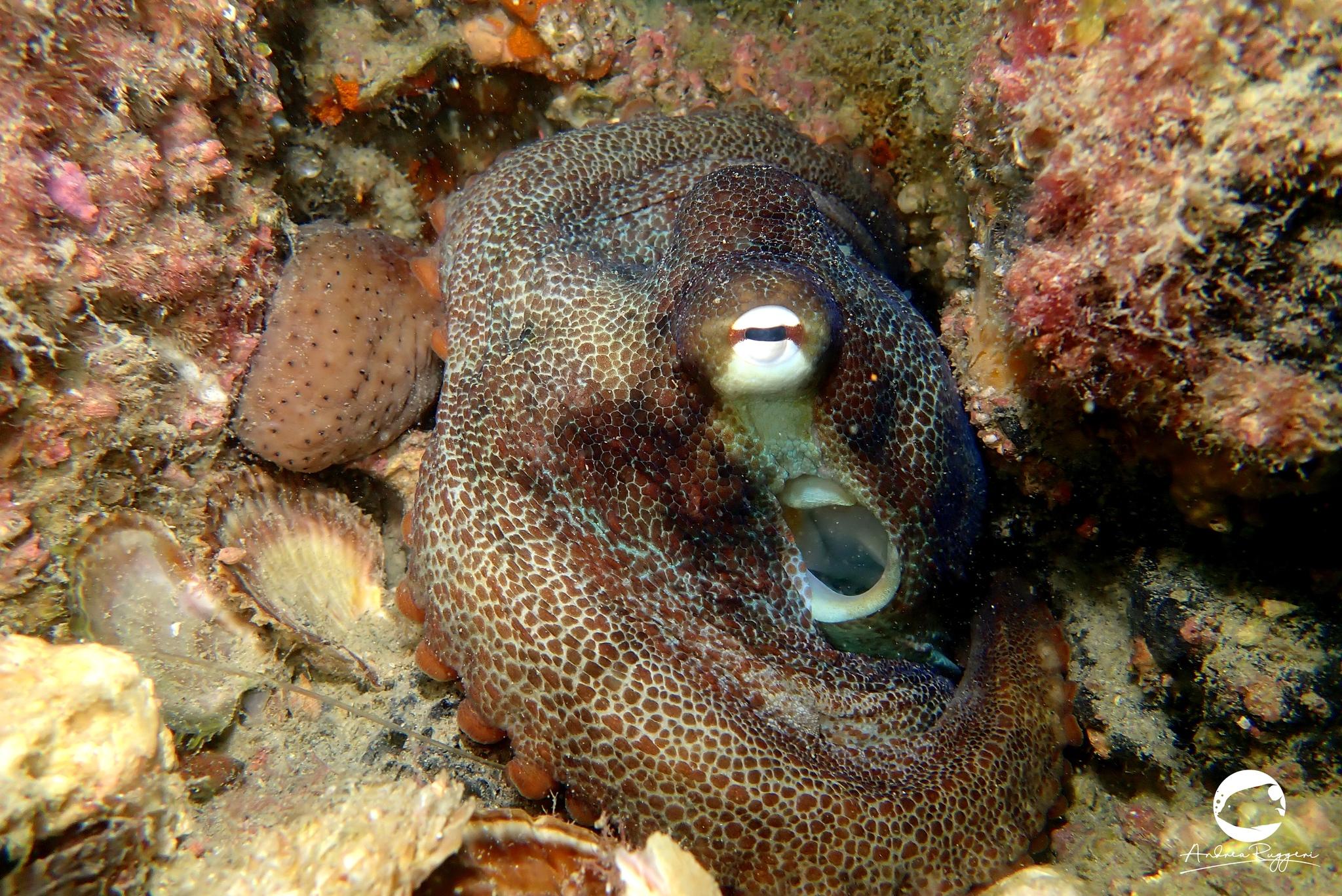 Star Octopus