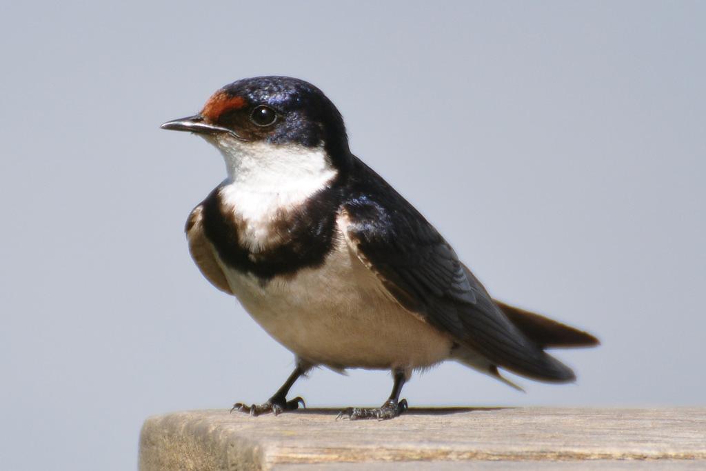 Golondrina Gorgiblanca