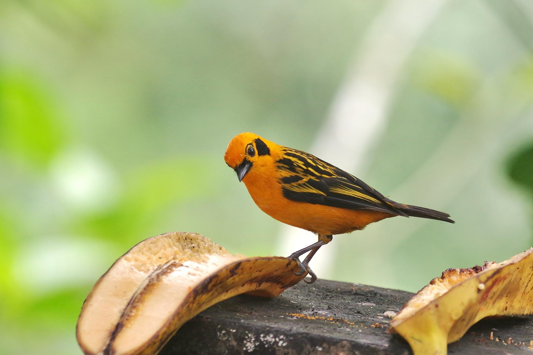Golden Tanager