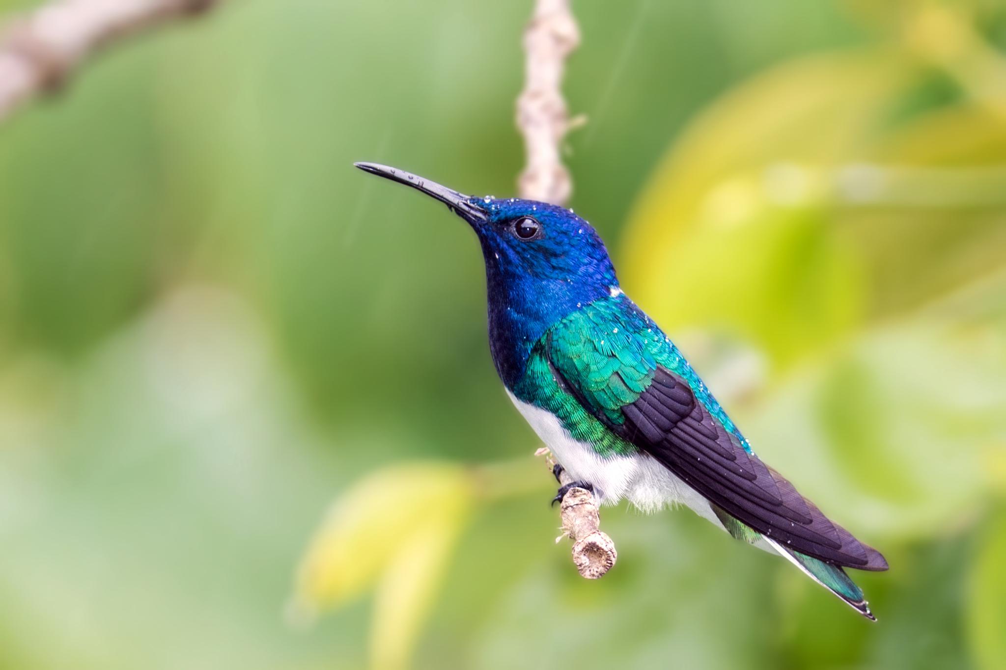 White-necked Jacobin