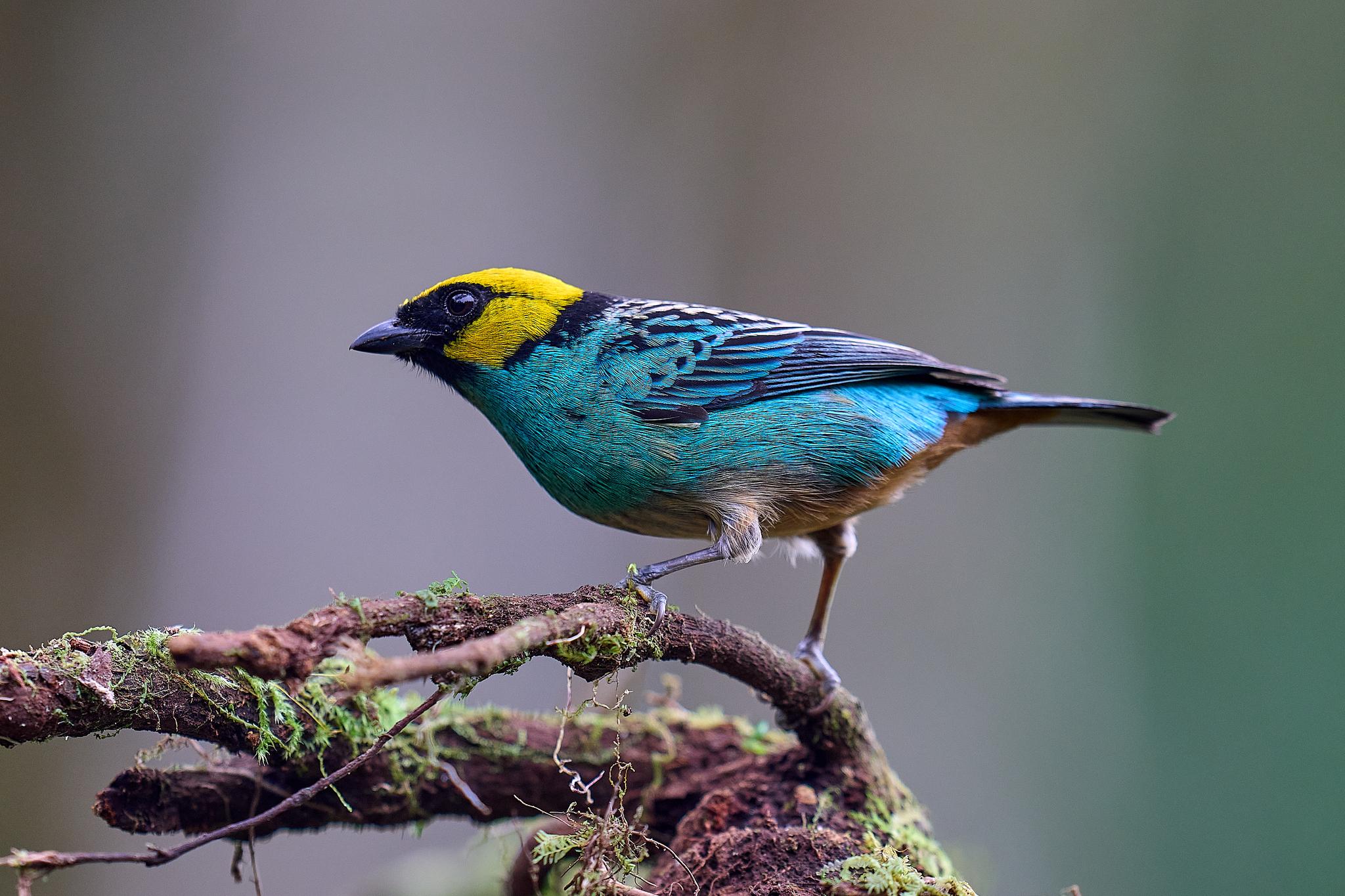 Saffron-crowned Tanager