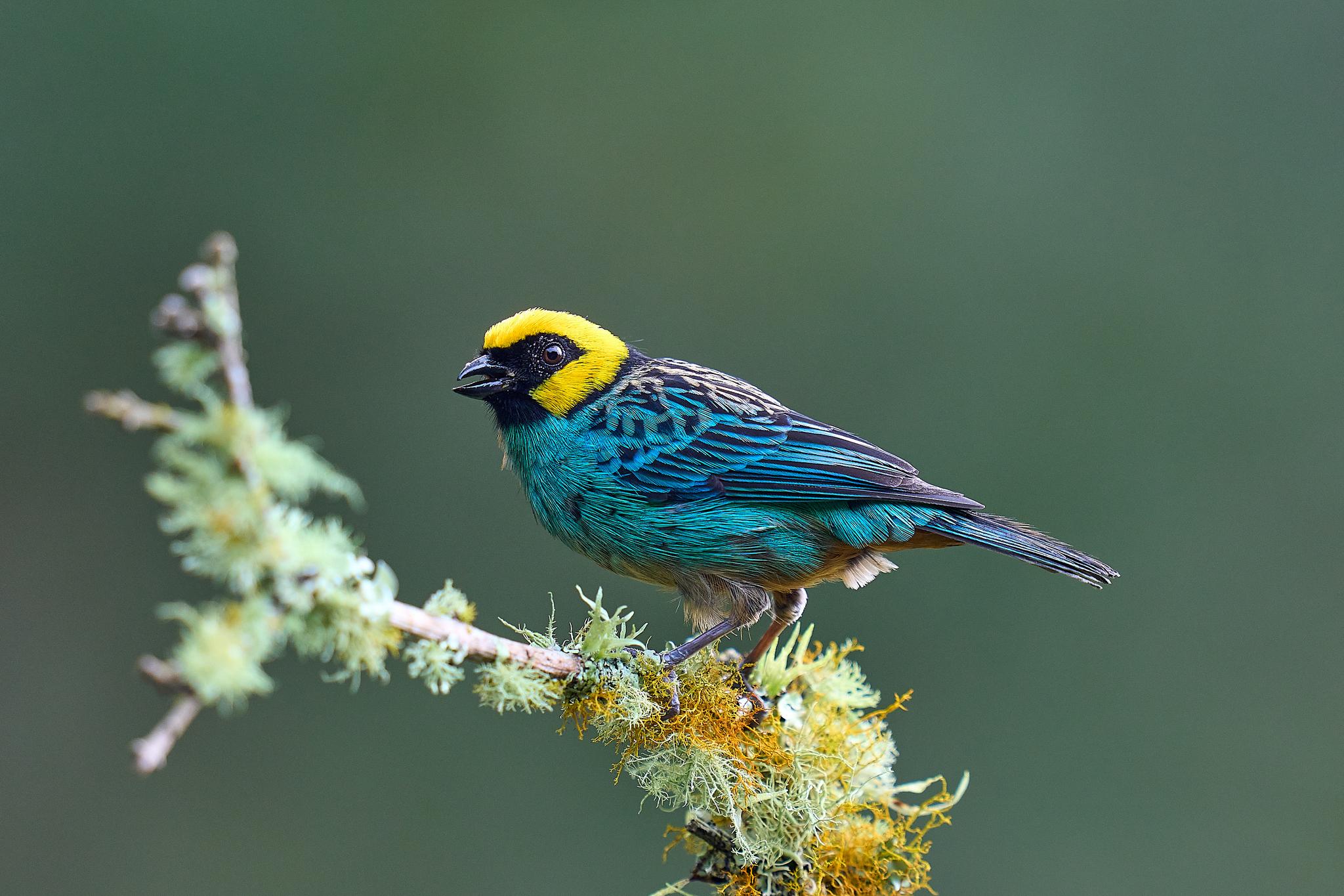 Saffron-crowned Tanager