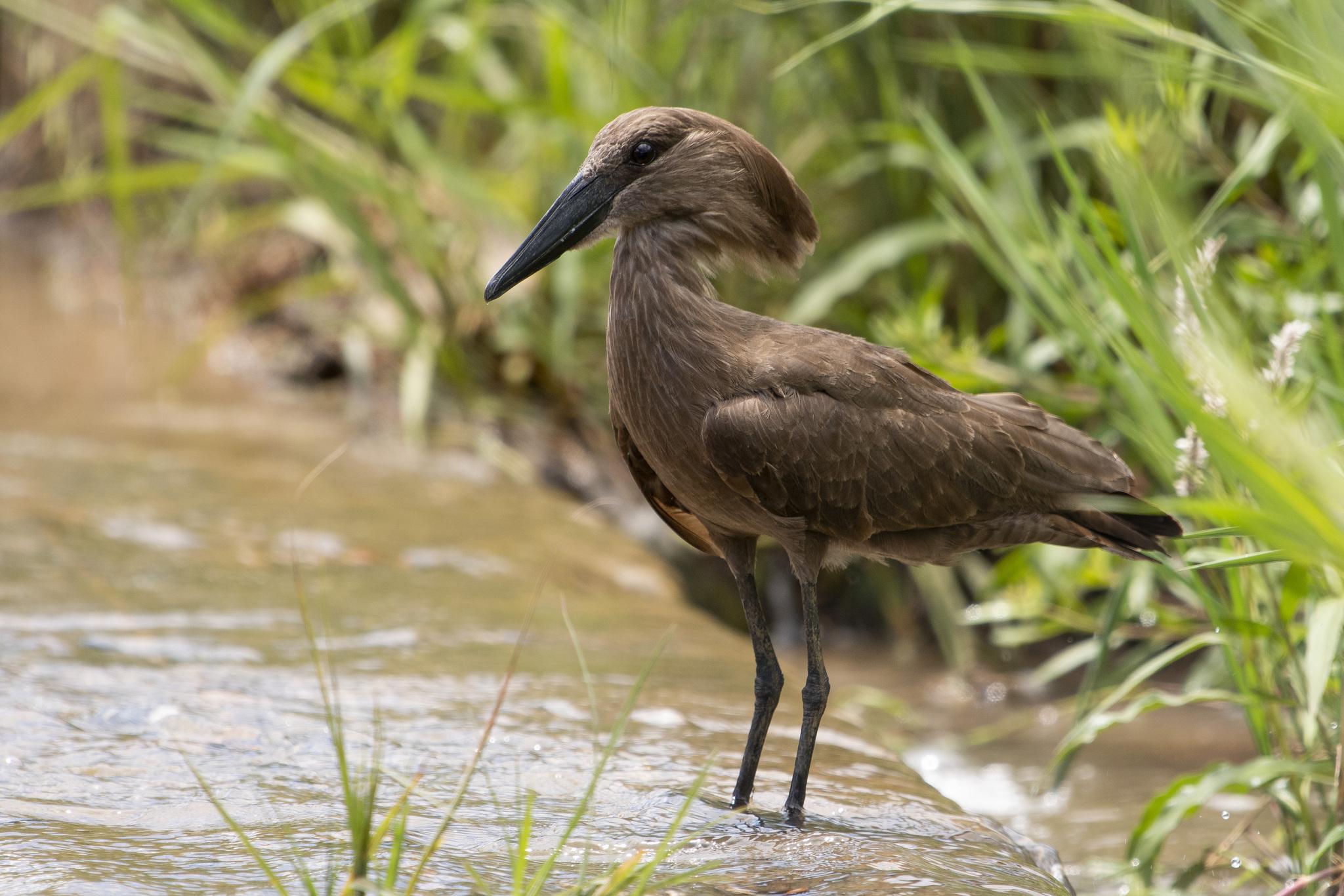 Pelícanos, garzas, ibis y parientes