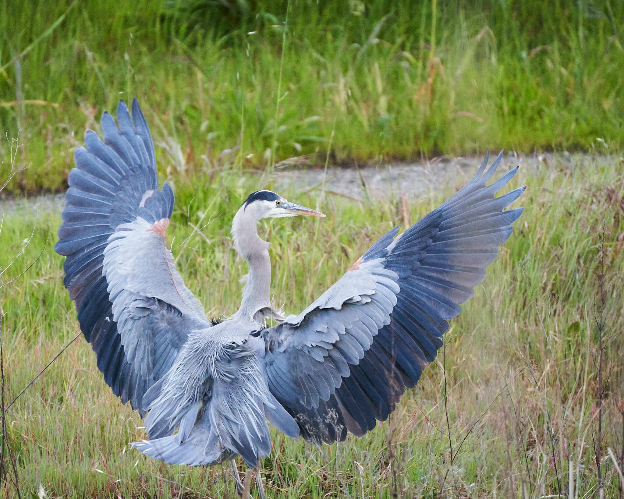 Garza morena