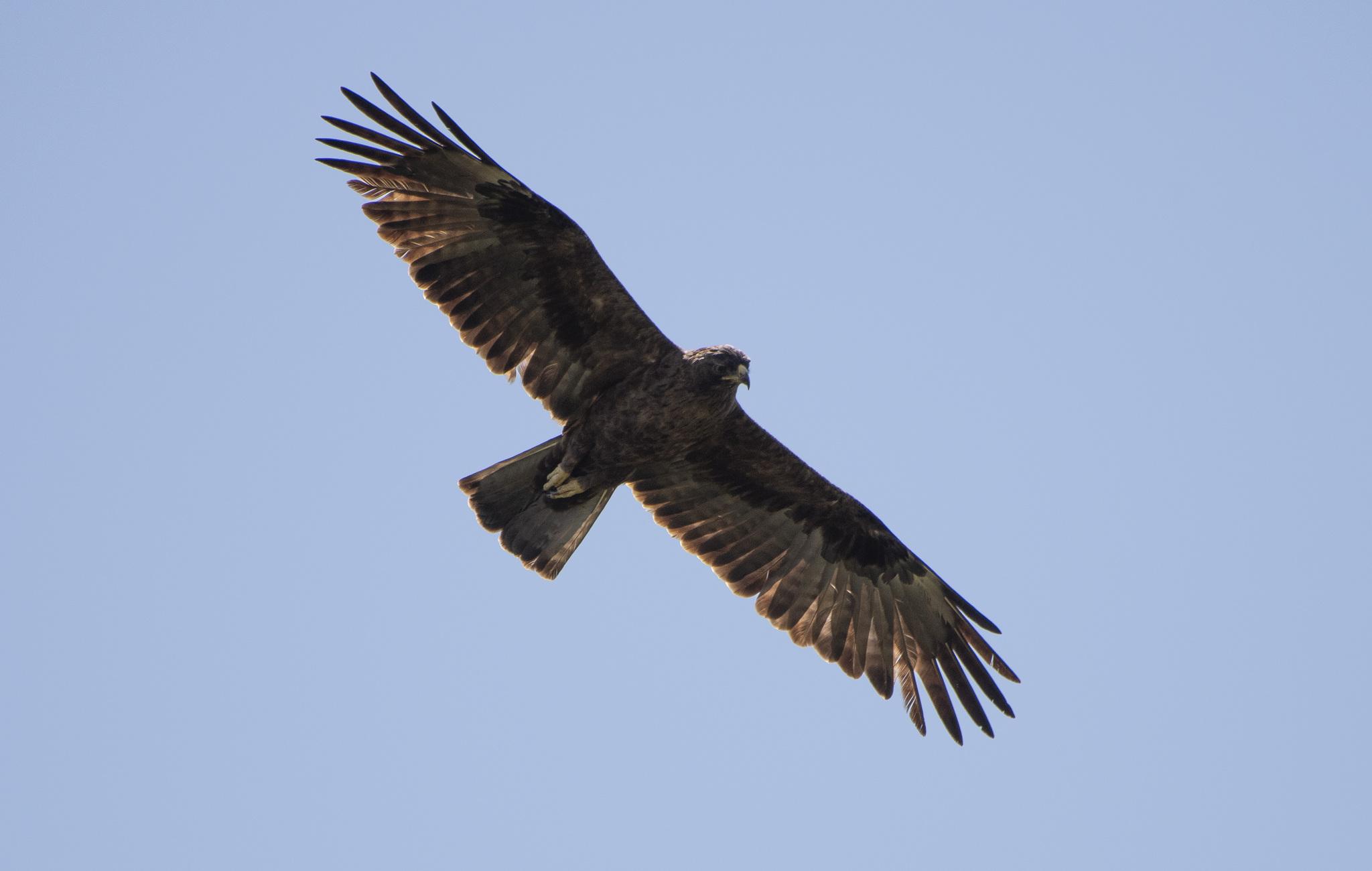 Águila de Wahlberg