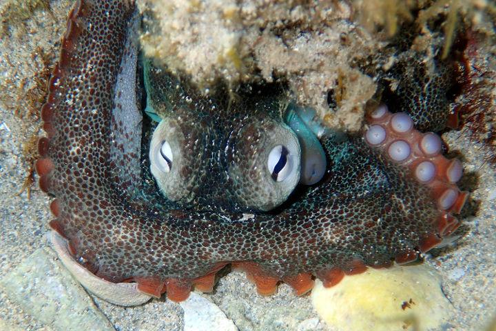 Star Octopus