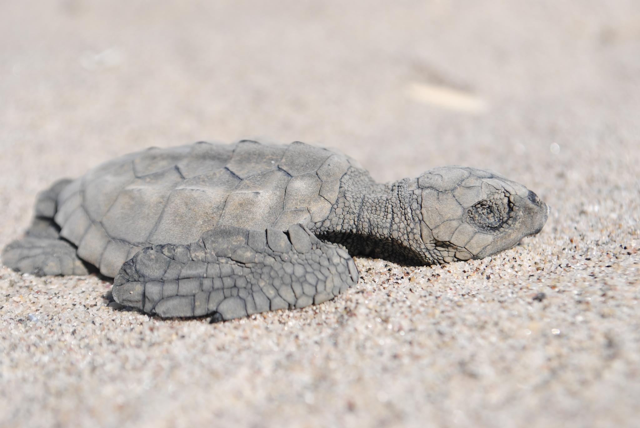 Tortuga lora
