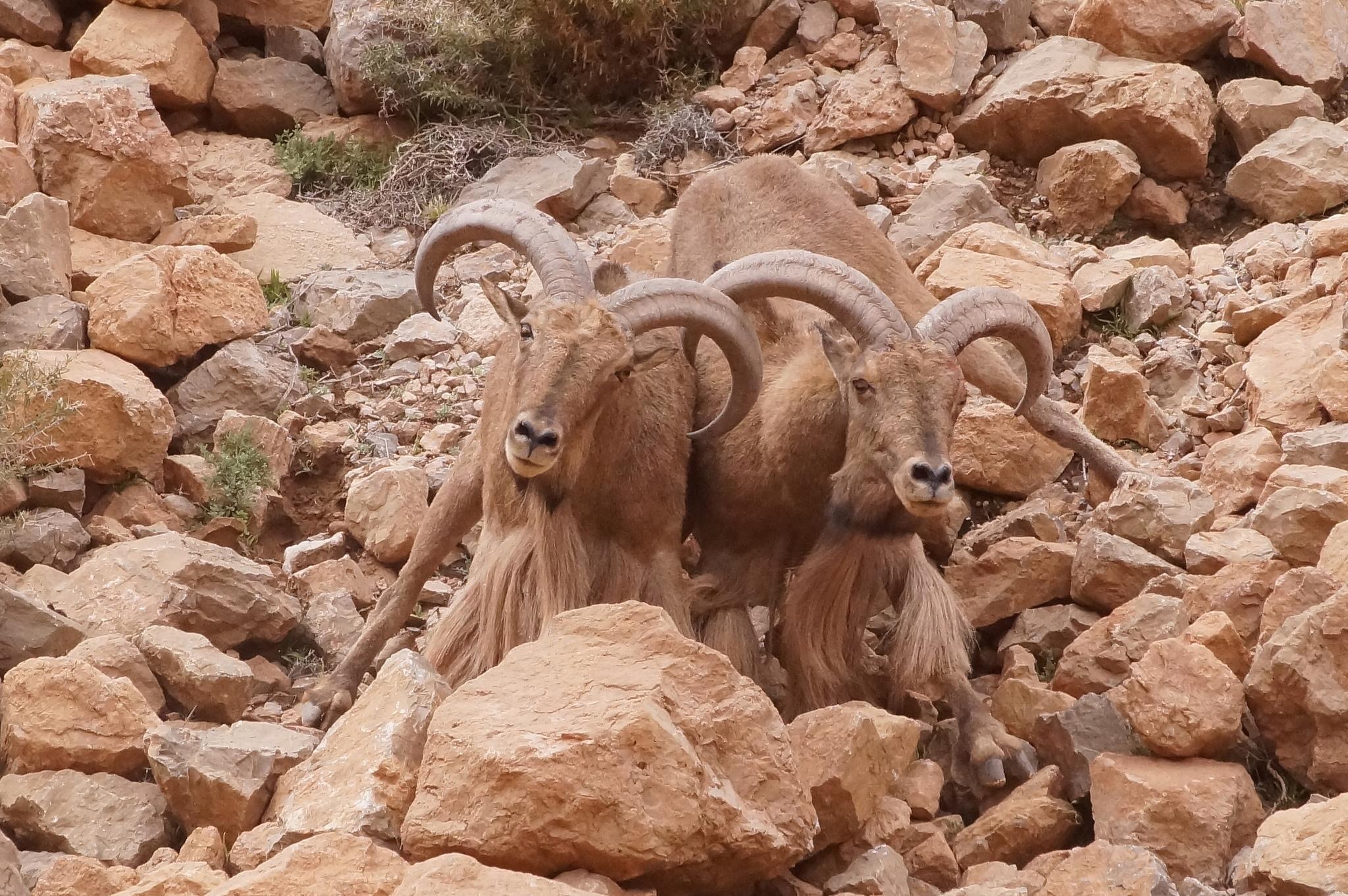 Borrego Aoudad
