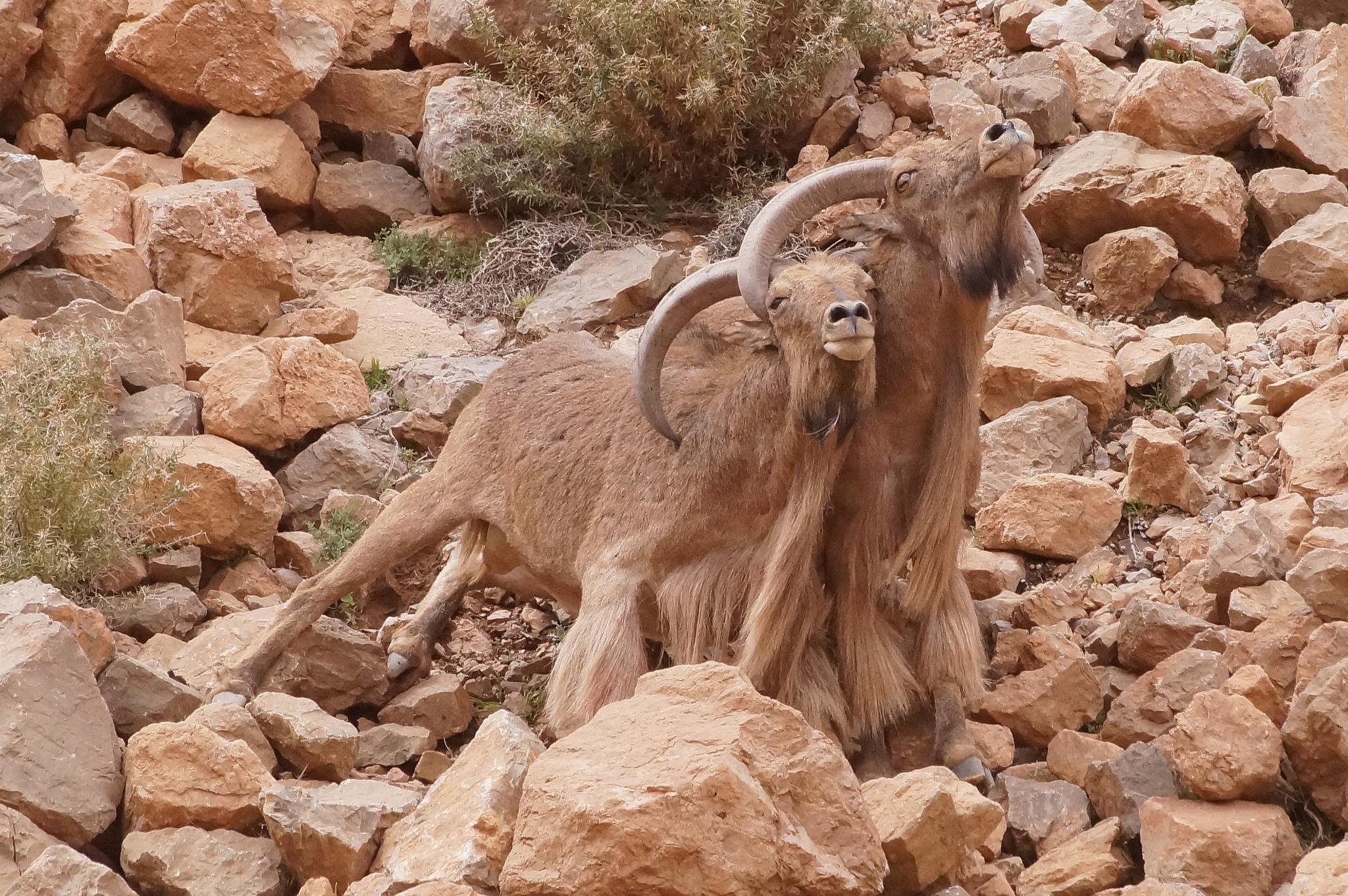 Borrego Aoudad