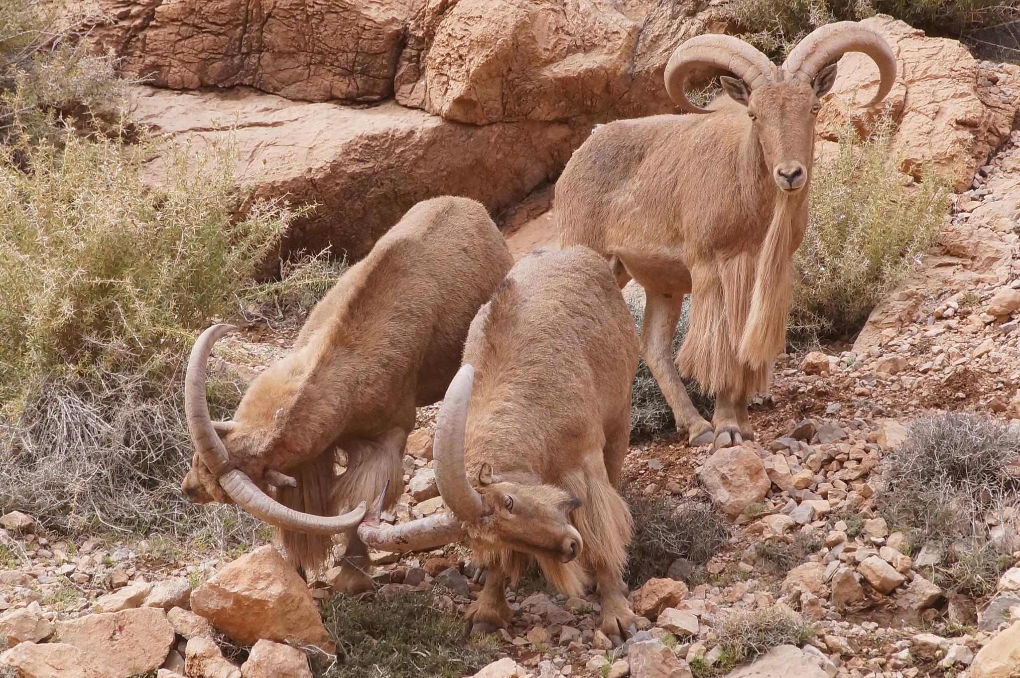 Borrego Aoudad