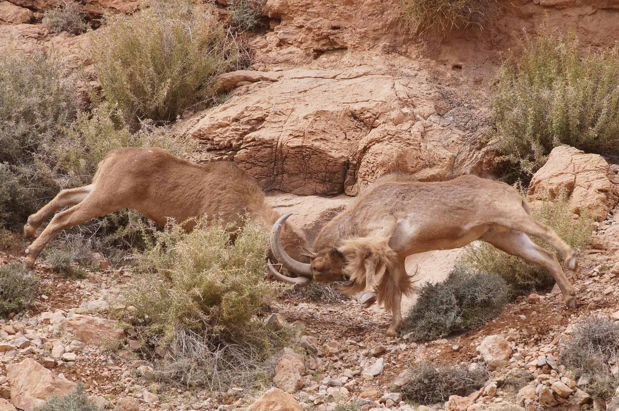 Borrego Aoudad