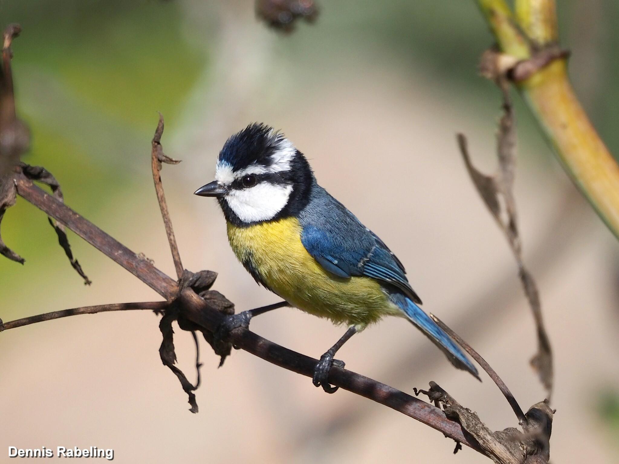 African Blue Tit