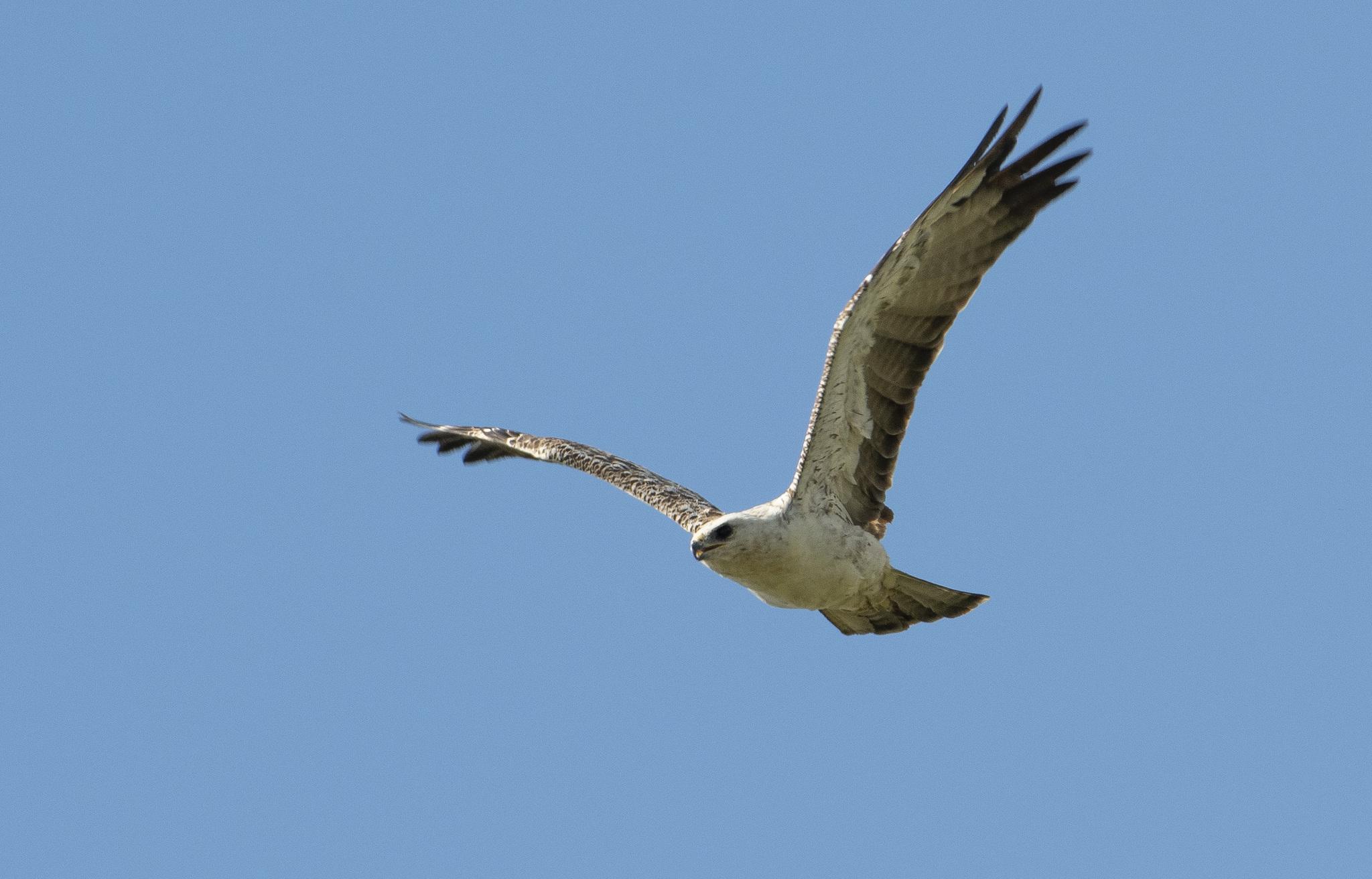 Águila de Wahlberg