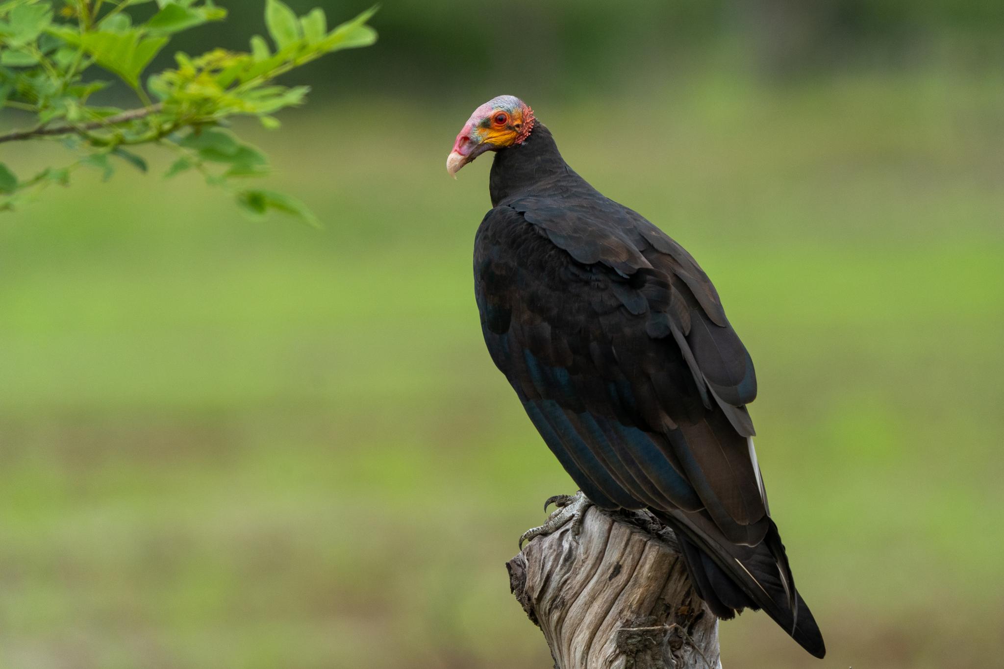 Zopilotes