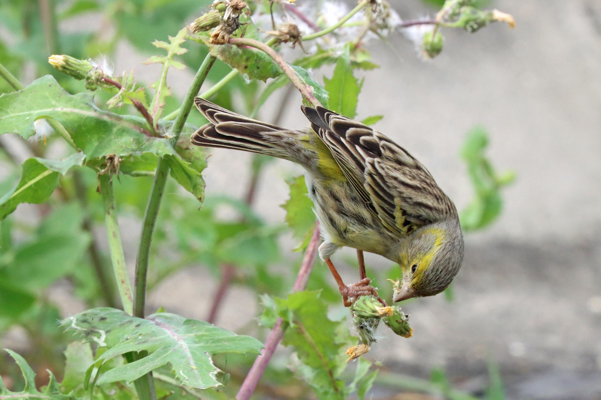 Island Canary