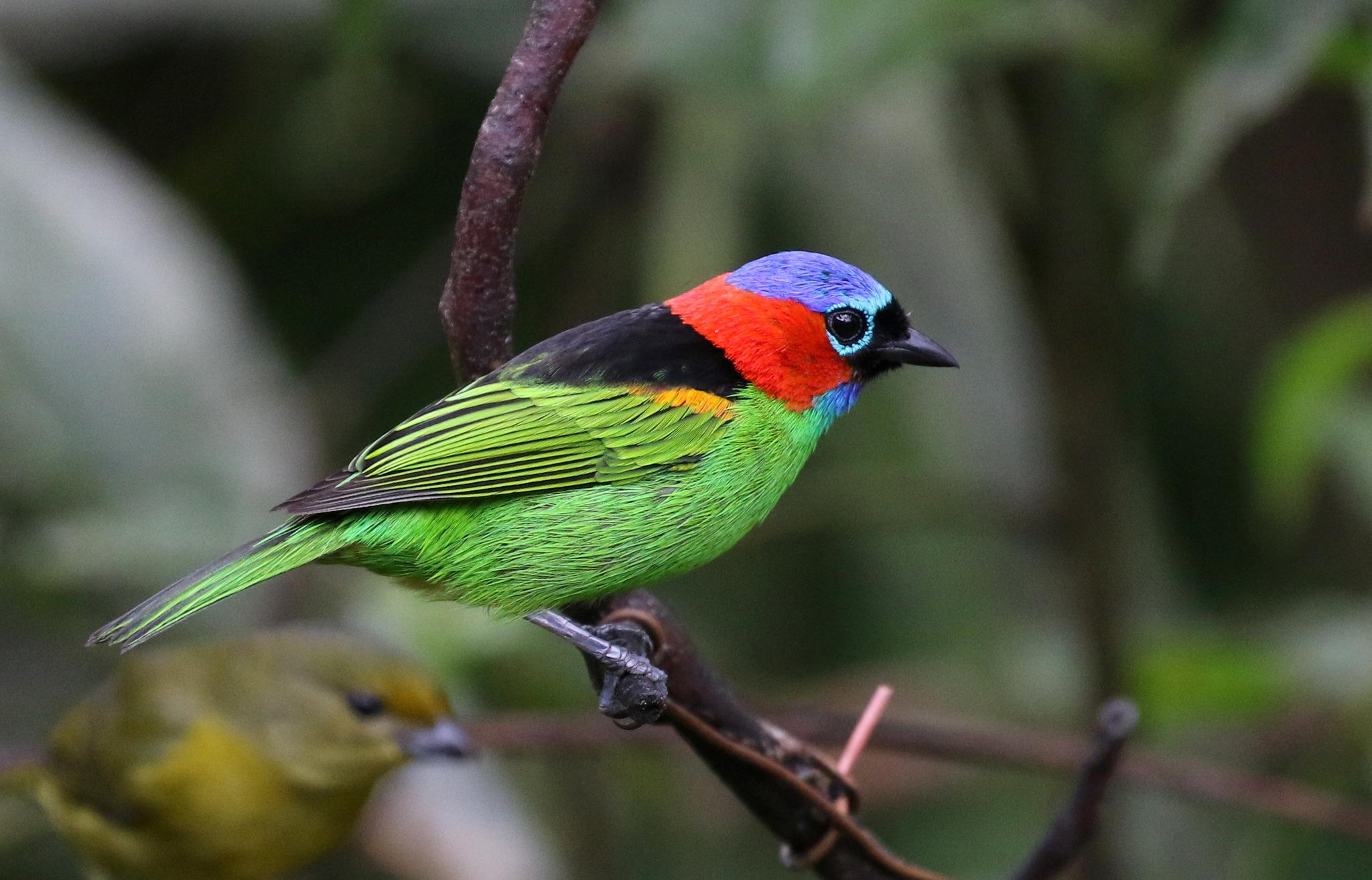 Tangara