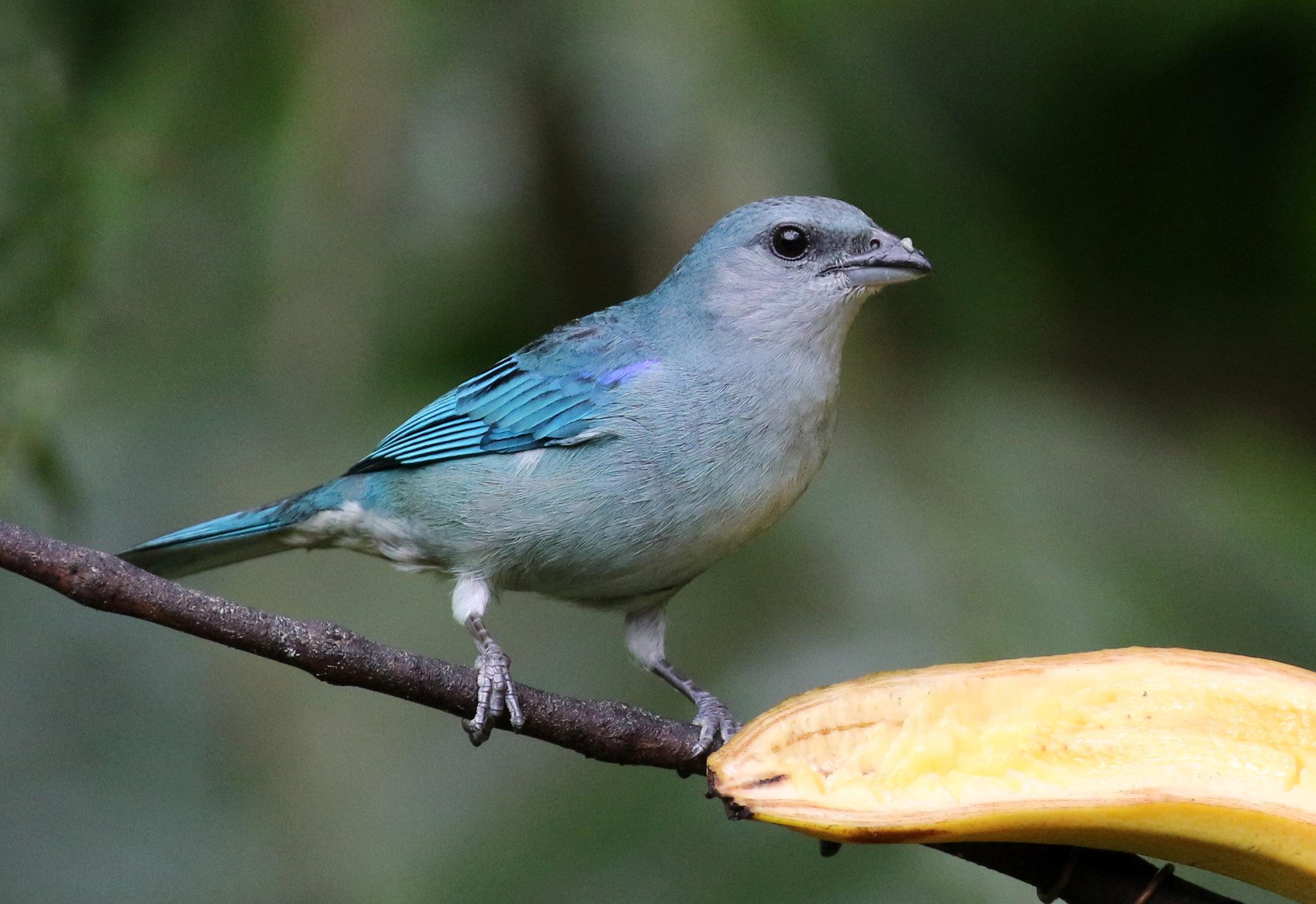 Azure-shouldered Tanager