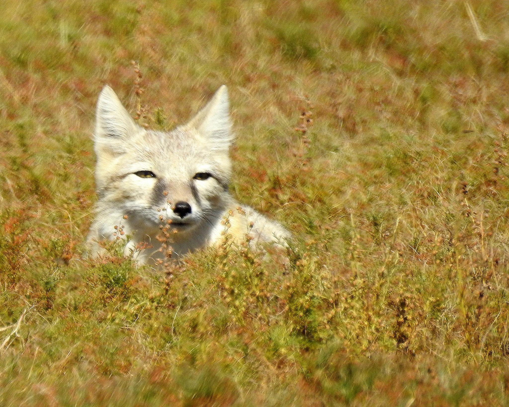 Corsac Fox