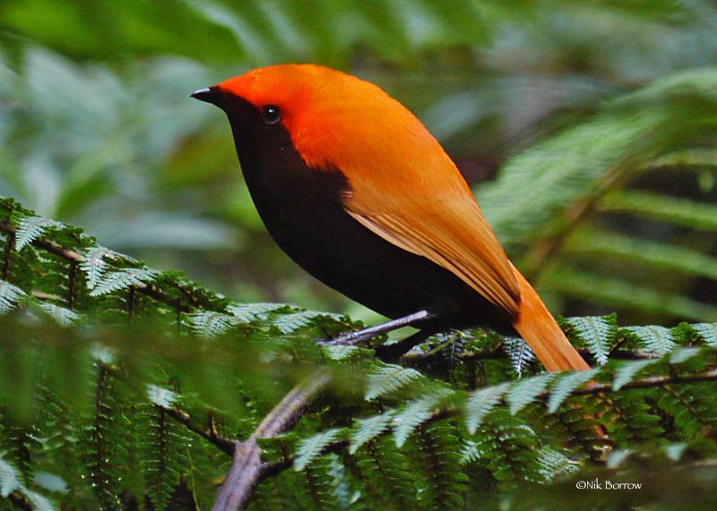 Perching Birds
