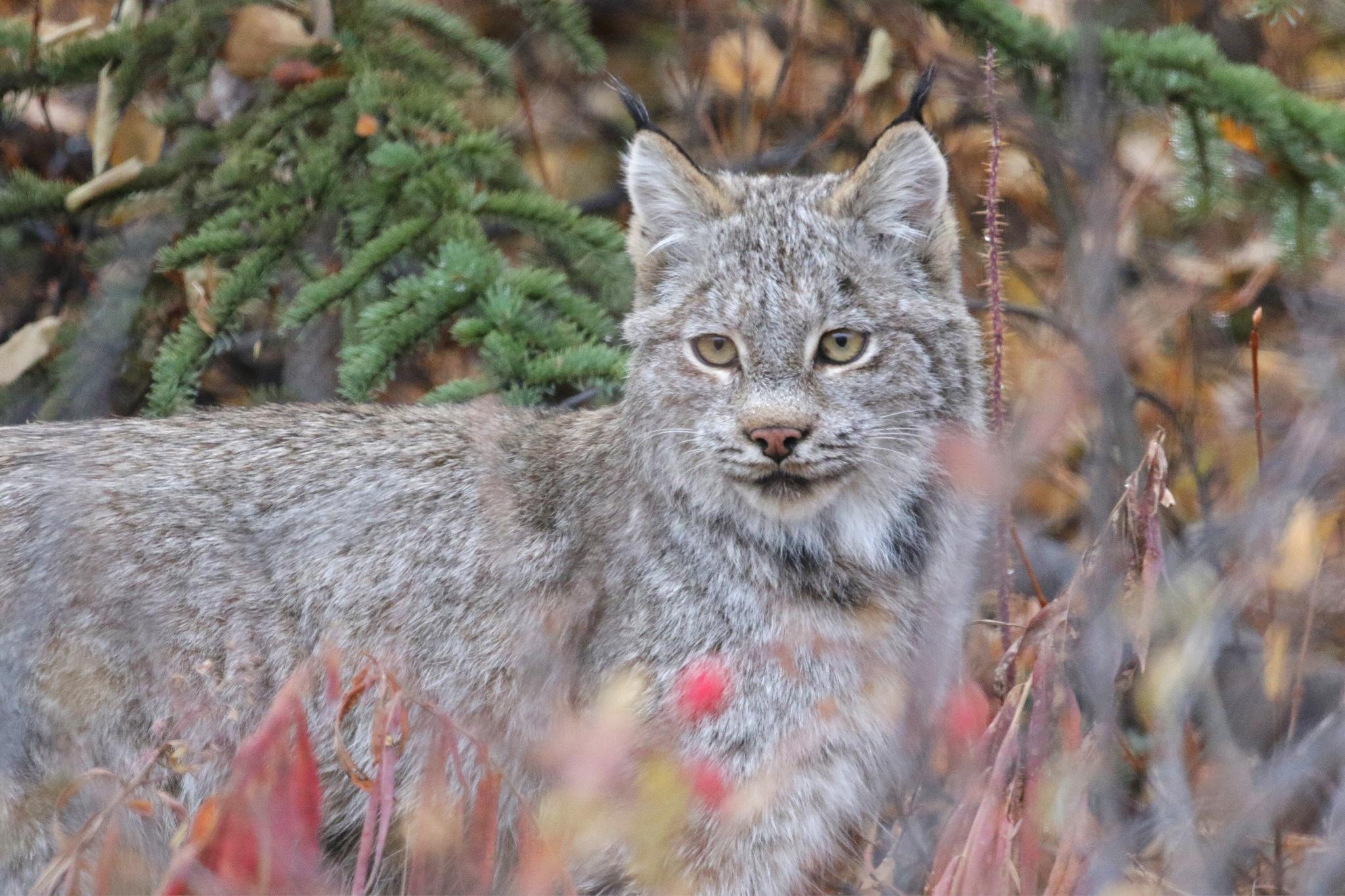 Canada Lynx